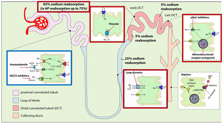 Sites, mode of action and effects on sodium reabsorption in the nephron of different diuretics